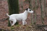 PARSON RUSSEL TERRIER 228